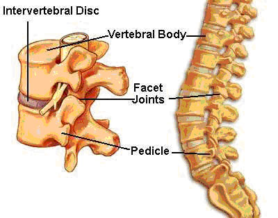 c1 c2 anatomy