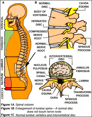 Spine